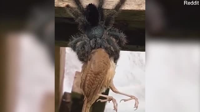 Поедающий птицу огромный паук попал на видео: Звери: Из жизни: Lenta.ru