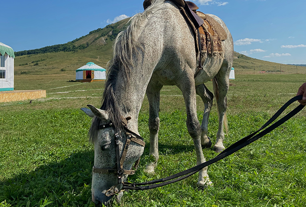 Юрты и конь на территории геопарка «Торатау»