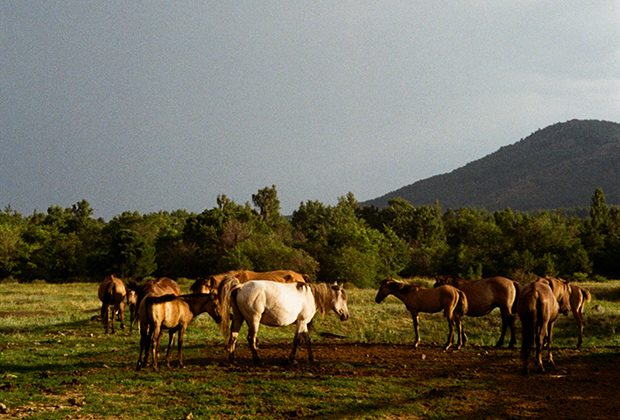 Пасущиеся у кумысной фермы кони