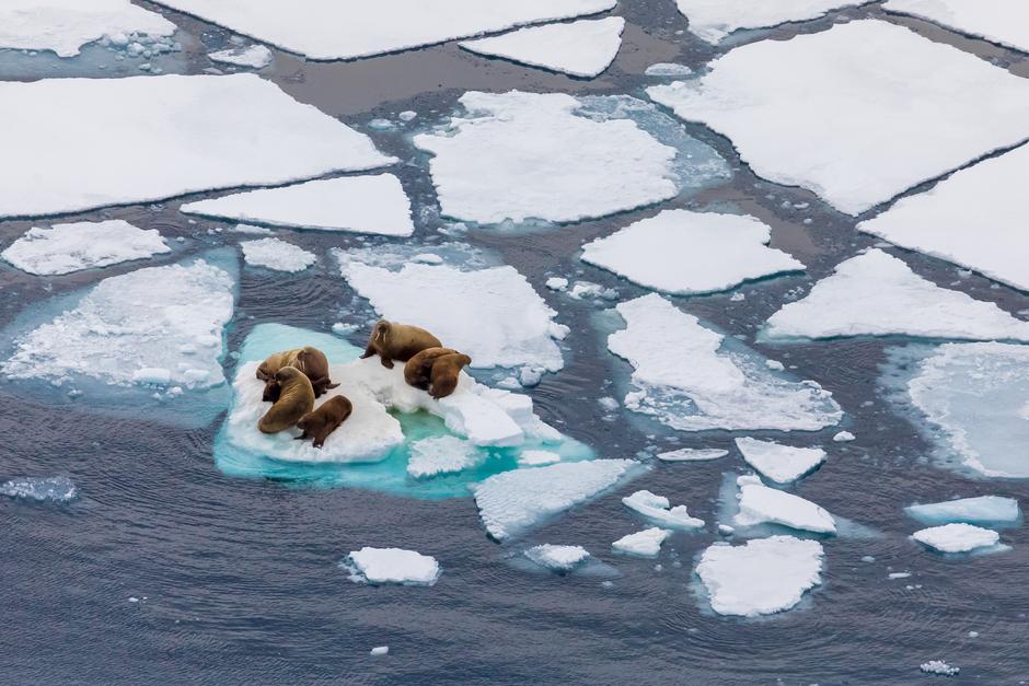 Моржи любят отдыхать на плавучем льду или берегу. Но сегодня дрейфующие льды в Арктике летом стремительно тают, и моржи вынуждены выходить на побережье, где мало мест, пригодных для отдыха. Шум от судов, разведки углеводородов, появления людей провоцирует панику, и взрослые давят молодняк. Поэтому WWF создает в Арктике заповедные акватории, которые возьмут под охрану лежбища моржей. 