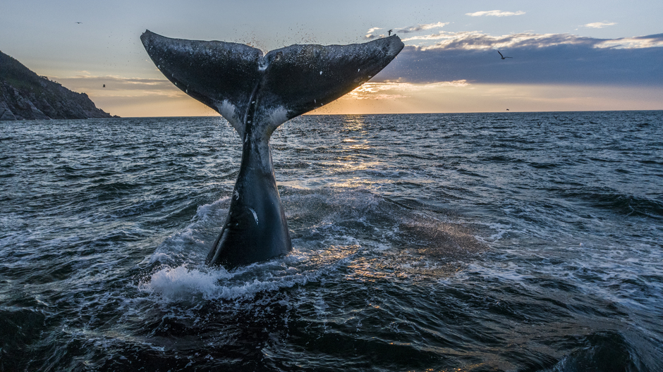 Гренландский кит — настоящий морской исполин, по массе тела уступающий лишь синему киту: он весит 75, а иногда до 100 тонн. Более всего восхищает рекордная продолжительность жизни гренландского кита: несколько раз китобои добывали особей с гарпунами, застрявшими в теле: это помогло ученым установить приблизительный возраст гигантов — не менее 200 лет! 