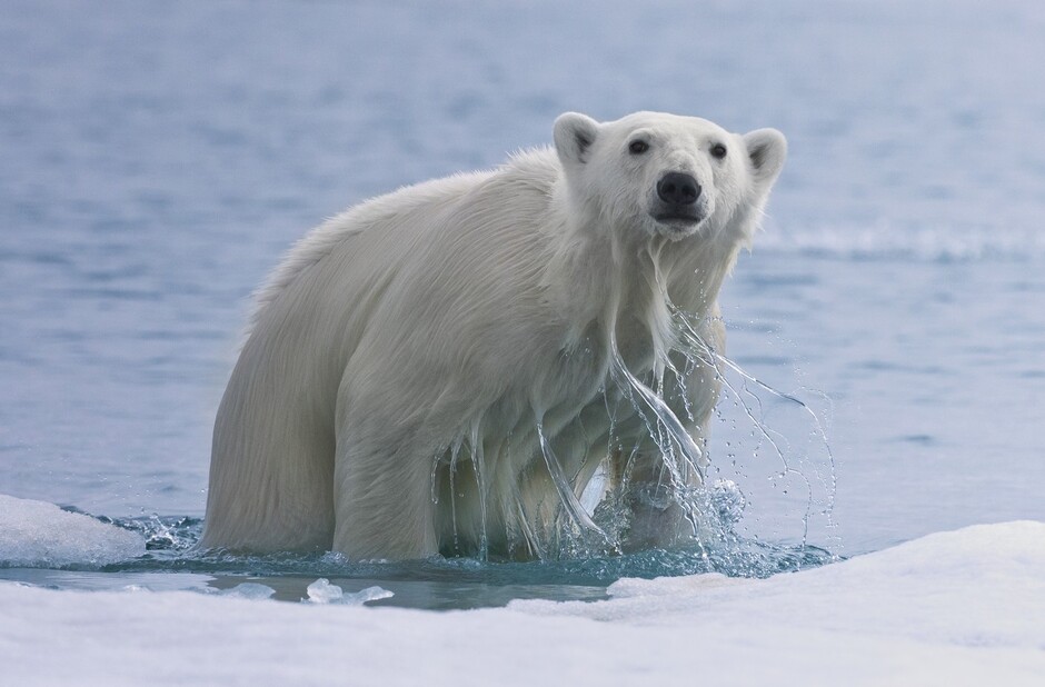 Один из главных символов Арктики — белый медведь. Название вида буквально переводится с латыни как «морской медведь» — Ursus maritimus, и это не случайно: крупнейший наземный хищник — отличный пловец. На протяжении всей жизни белые медведи плавают от дрейфующих к припайным льдам в поисках добычи и мест отдыха. Но поскольку из-за изменения климата морской лед стремительно тает, медведям приходится преодолевать все большие расстояния, рискуя здоровьем и жизнью своих детенышей. Недавно белая медведица совершила рекорд — проплыла около 700 километров в поисках твердого льда: самка лишилась 20 процентов веса и… потеряла медвежонка. 
