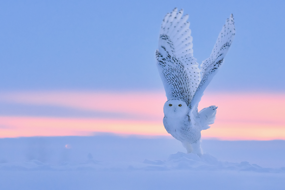 Белая сова — самая большая птица в тундре. Ученые называют ее белой за цвет оперения, полярной — за то, что гнездится в высокой Арктике, а якуты зовут эту птицу ласково — «снежная бабушка». Белое оперение прекрасно маскирует сову на снегу. В сутки полярная сова съедает до четырех грызунов, предпочитая охотиться рано утром или вечером. Пищу белых сов составляют главным образом мышевидные грызуны — норвежский, обский и копытный лемминги, полевки и суслики. Все важные события в жизни белой совы, такие как размножение и кочевки, определяются численностью главных объектов ее охоты — леммингов.
