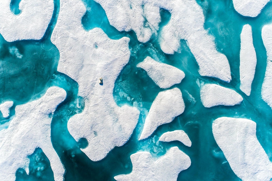 Арктика — это замерзший океан, окруженный сушей. Дрейфующие льды служат обширными охотничьими угодьями для крупнейшего на планете хищника — белого медведя. Это вечный странник, следующий за морским льдом: летом он вместе со льдами отступает ближе к полюсу, зимой перемещается на юг, заходя на материк. Тысячи километров способен пройти белый медведь по льдам и побережью в поисках еды и партнера. Вот почему таяние льдов в результате изменения климата представляет серьезную угрозу выживанию этого вида. 