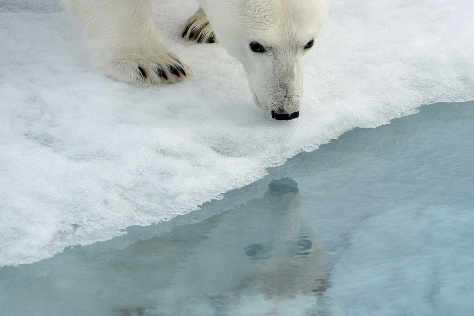 Арктика, ледяной дом белого медведя, стремительно тает. Лед для крупнейшего наземного хищника жизненно важен: за долгие тысячелетия эволюции он приспособился к охоте на тюленей с плавучих льдин. Именно тюлени, а не рыба — основной источник питания для белого медведя. В то же время льды Арктики сегодня тают с катастрофической скоростью, их кромка летом отступает все дальше на север, а с нею уходят тюлени. В результате медведи вынуждены долгое время голодать или искать другой, менее подходящий корм. Тяжело приходится медведицам: покинув берлоги и не найдя льда у побережья, самки с медвежатами вынуждены преодолевать вплавь значительные расстояния до дрейфующих льдов, на которых можно охотиться на тюленей. Это существенно повышает смертность медвежат в результате переохлаждения.