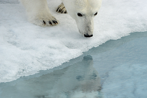 «Ледяной дом белого медведя» Красота Русской Арктики — в объективах лучших фотографов мира