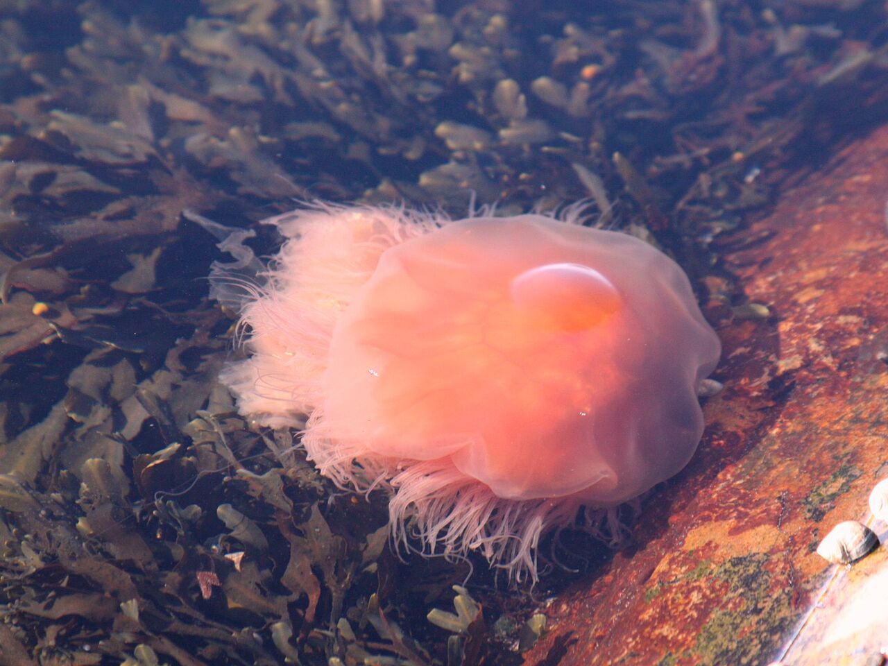 Фото самой маленькой медузы в мире