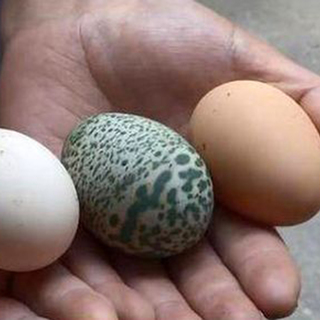 Золотая птица: что происходит с ценами на курицу и яйца?