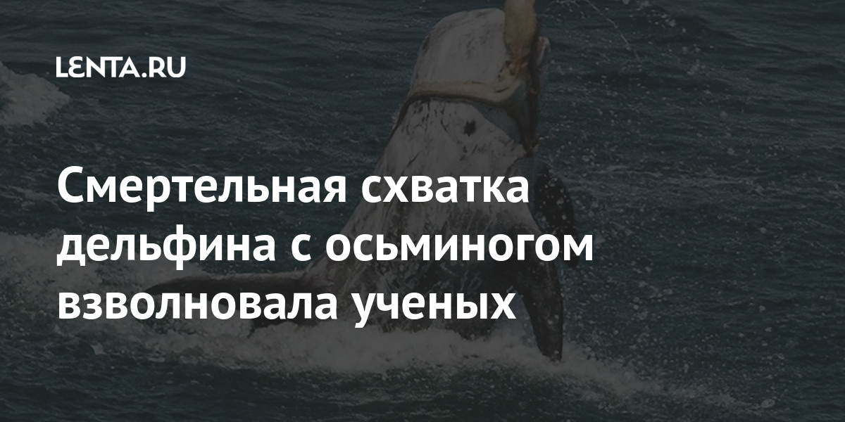 Смертельная схватка дельфина с осьминогом взволновала ученых: Звери: Из ...