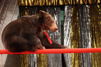 В российском цирке-шапито медведь напал на ребенка