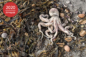 «Там просто тонны мертвых животных» Океан на Камчатке отравлен, пляжи завалены трупами рыб. Что о катастрофе говорят местные жители?    