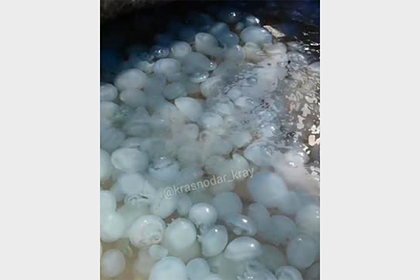 «Кисель» из медуз у берегов Анапы попал на видео и встревожил россиян