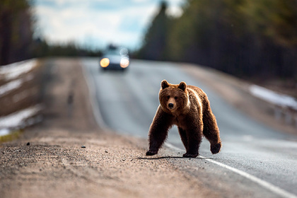 В популярном у туристов арктическом регионе России стало больше медведей