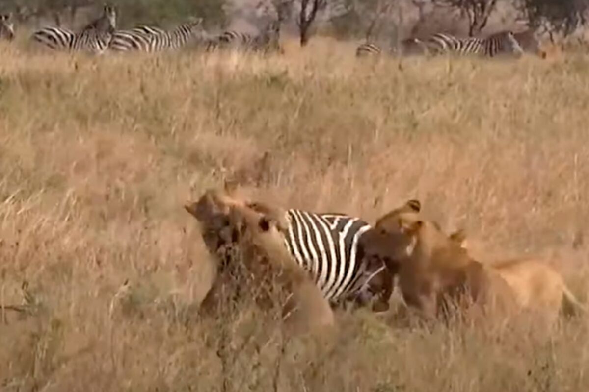 картинки охота львов на зебр