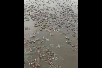 На российский пляж массово выбросило тысячи моллюсков