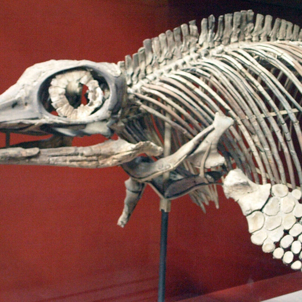 Скелет динозавра. Аллозавр кости. Скелеты мамонтов. Dinornis robustus. Скелет динозавра.