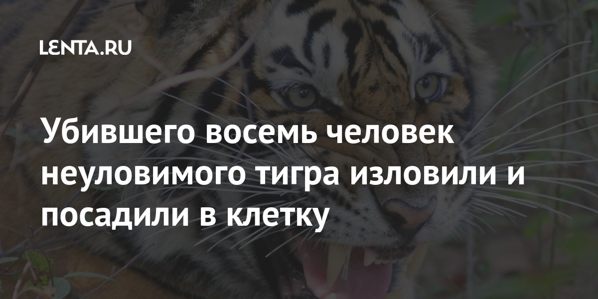 Тигр бывало так что не слышали звонок в дверь или зов супруга из соседней комнаты