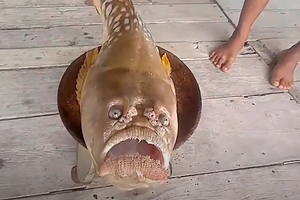 Рыба с «грустным человеческим лицом» напугала жителей тайской деревни Поймавший ее рыбак уверен, что она забрала у него удачу 