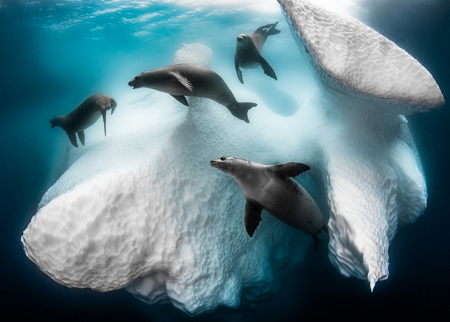 Айсберги — это не просто глыбы льда, но и своего рода жилища для морских обитателей. Так, почти круглый год на них живут тюлени-крабоеды. Передвижениями по океанам айсберги обогащают воду, так как содержат в себе полезные вещества, которые имеются только на суше. Их ценность для окружающей среды и запечатлел фотограф Грег Лекер (Greg Lecoeur), выиграв главный приз конкурса.
