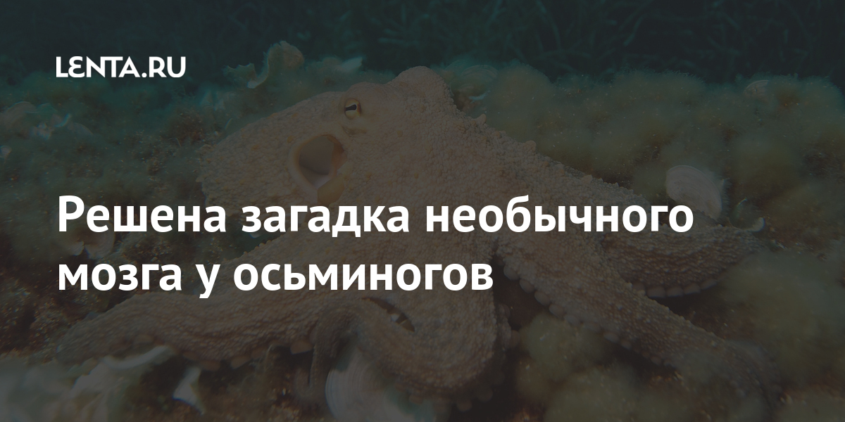 Сколько мозгов у осьминога ответ. Мозг осьминога. Нервная система осьминога.