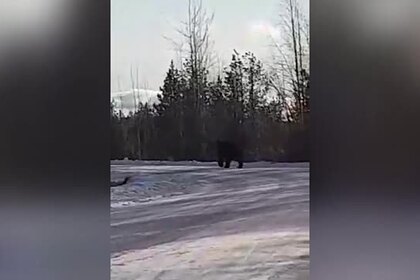 Медведь попытался вломиться в дом к россиянам и попал на видео