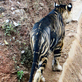 Стоковые фотографии по запросу Тигр злой