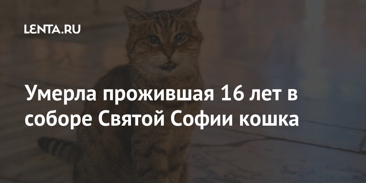 гли кошка из святой софии. котенок шредингера. крассвордыпо сказкам пушкина. его кот жив и мертв сканворд. теория кота шредингера.