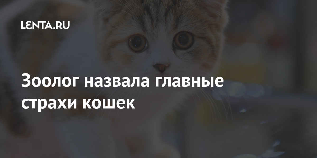 Зоолог назвала главные страхи кошек: Звери: Из жизни: Lenta.ru