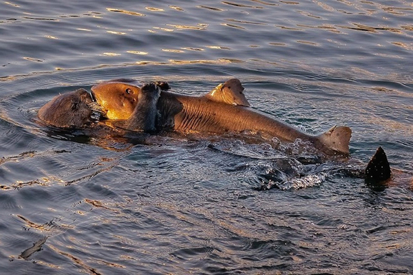 Вводная картинка