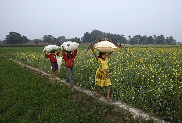 Дети с мешками на горчичном поле в штате Уттар-Прадеш, Индия