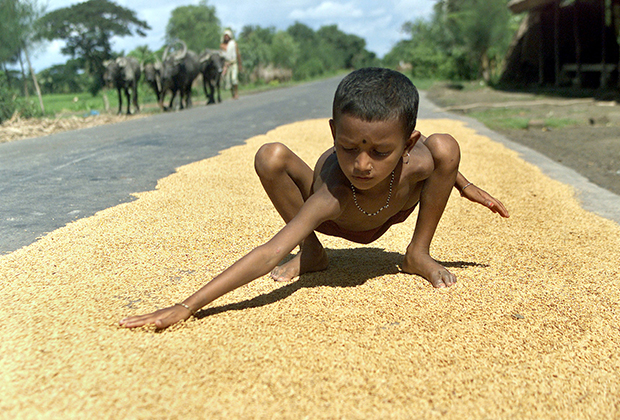 Индийская девочка сушит рис на трассе в Култали