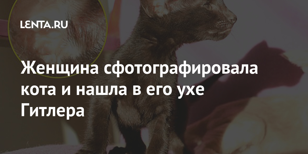 Стала известна причина рождения похожих на Гитлера котов — Наука и IT