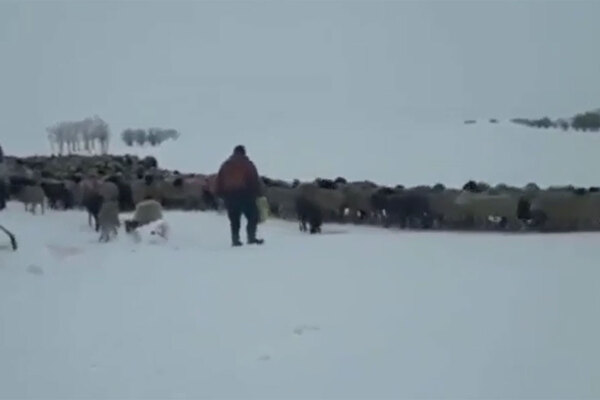Спасенные овцы идут домой