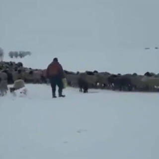 Спасенные овцы идут домой