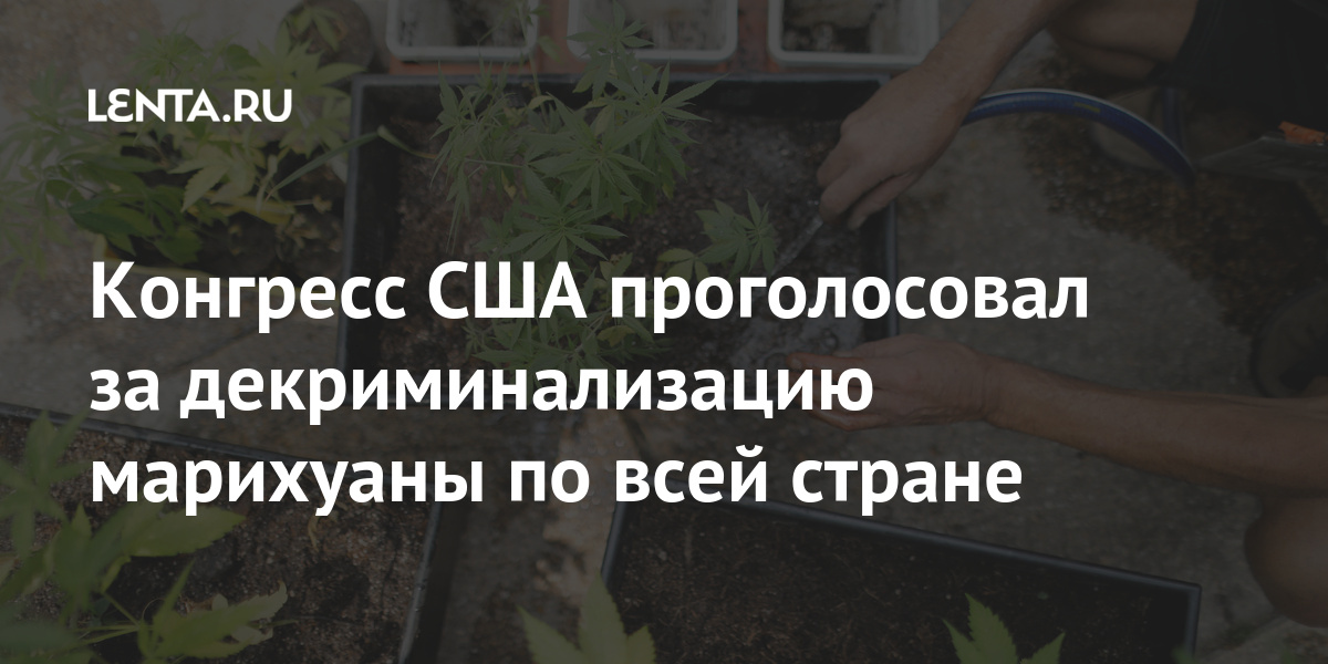 В сша запретили марихуану конопля в польше