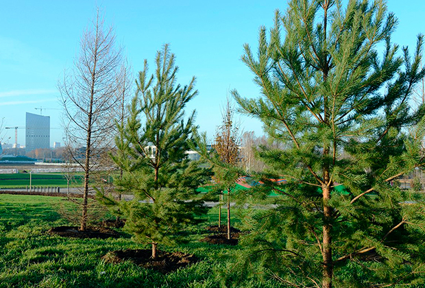 Озеленение Центрального парка инновационного центра «Сколково»