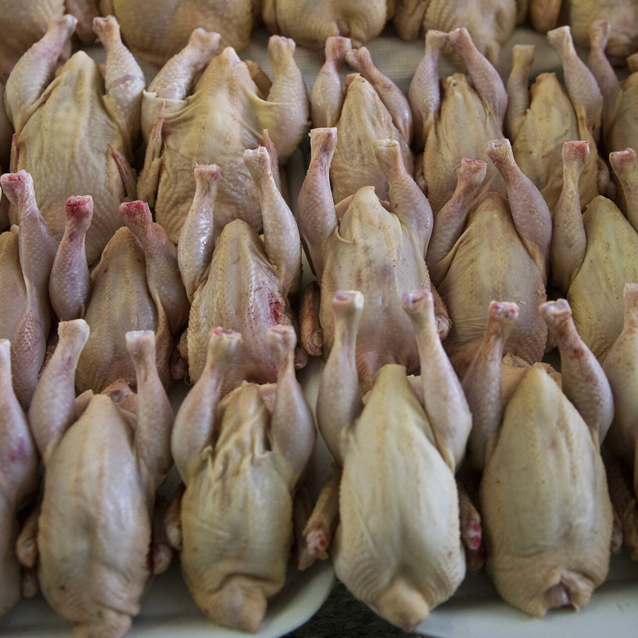 Куры оптом цены. Домашняя курица свежая. Курица Акашево. Курица фирмы производители. ЧЕРНЫШИХИНСКОЕ мясо курица.