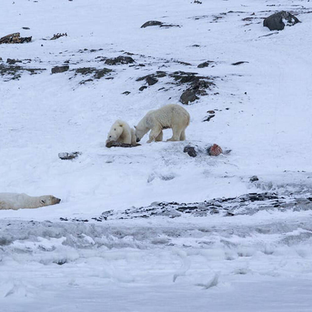 загадки на логику. рыркайпий чукотка.