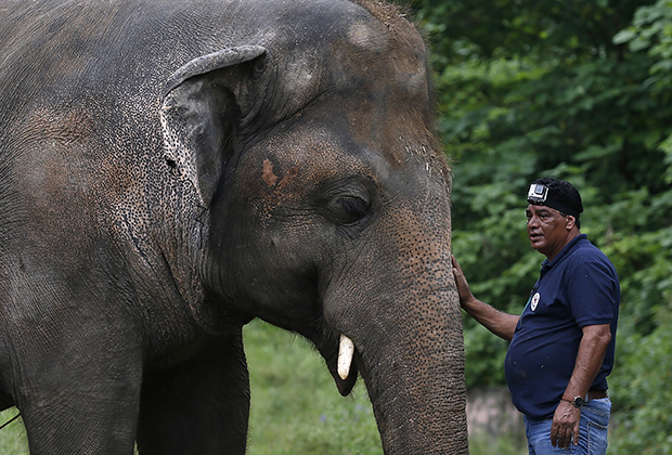 «Самому грустному слону» Каавану нашли новый дом