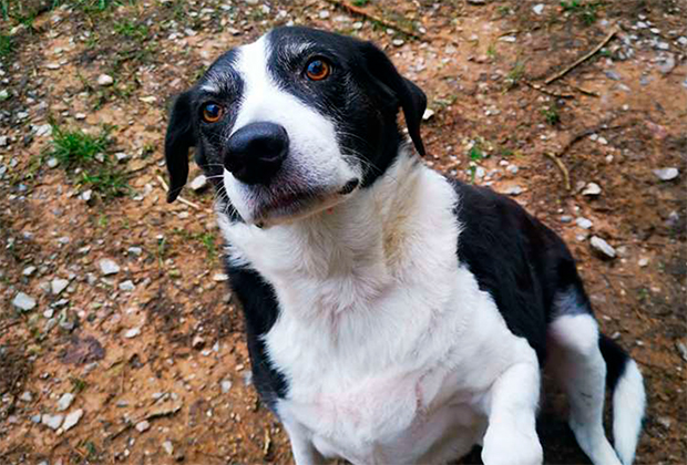 Собака по кличке Бесс, просидевшая десять лет в приюте, нашла хозяев