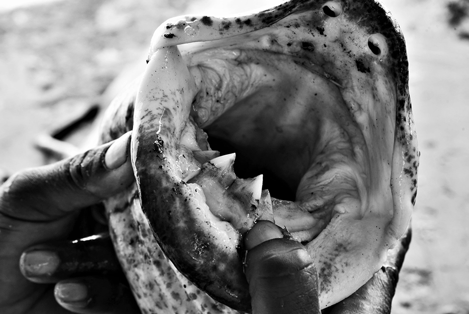 Виктория — богатейший источник рыбных трофеев. Здесь обитает более 200 видов рыбы во главе с нильским окунем, вес которого может достигать 200 килограммов, и уникальной рыбой ланг (протоптер), способной дышать жабрами и легкими, жить и в воде, и на суше, зарываясь в грунт.
