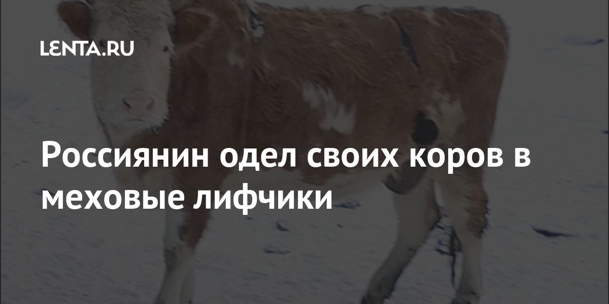Россиянин одел своих коров в меховые лифчики: Люди: Из жизни: Lenta.ru