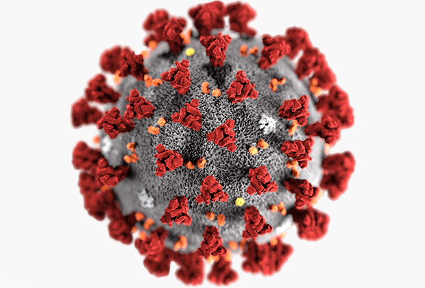 3D-модель коронавируса SARS-CoV-2
