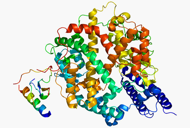Белковый рецептор ACE2 используется вирусом для заражения клетки