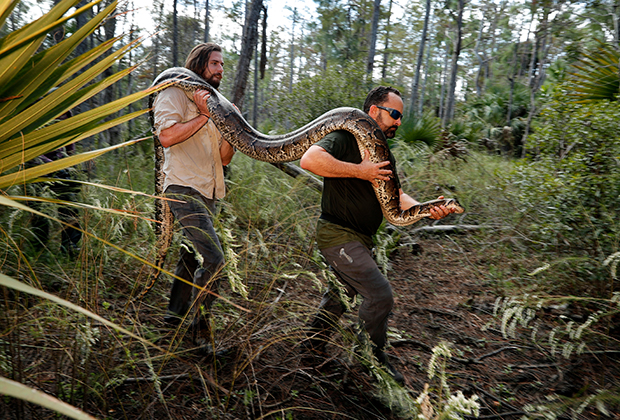 Флоридские змееловы с пойманным четырехметровым питоном