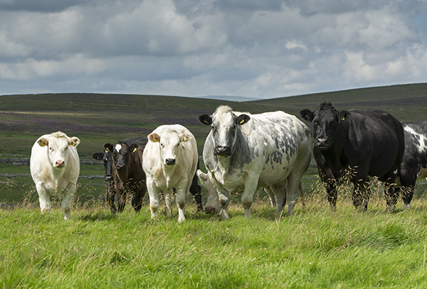 Стадо коров в Северном Йоркшире