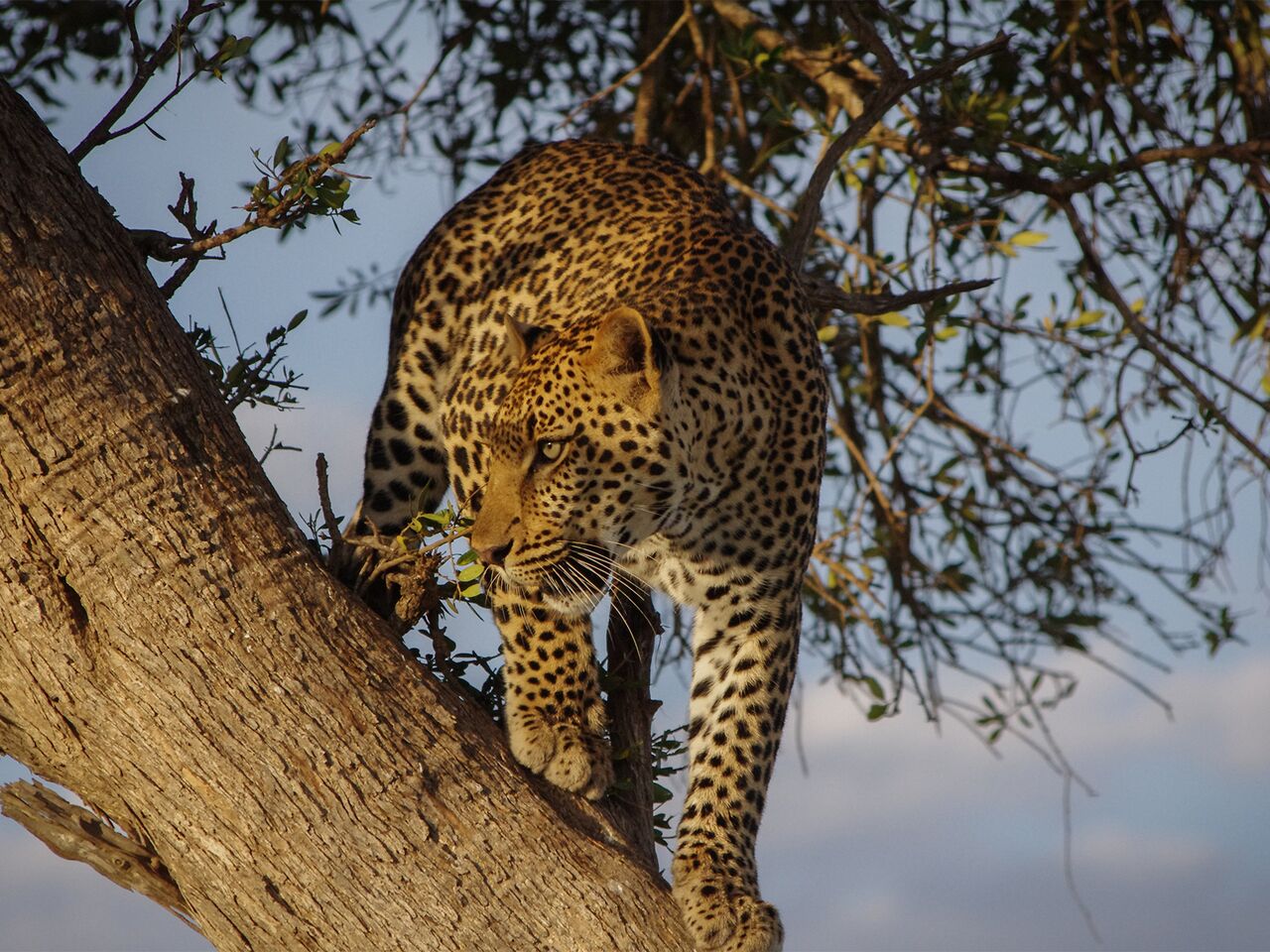 jaguar in a tree