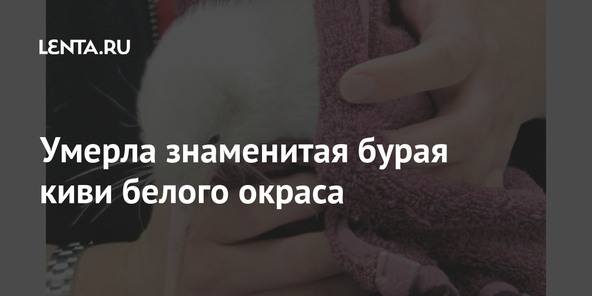 Умерла знаменитая бурая киви белого окраса: Звери: Из жизни: Lenta.ru