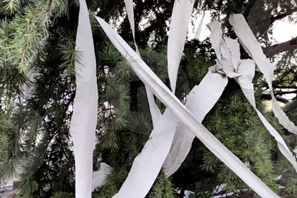 В Крыму живую ель украсили туалетной бумагой