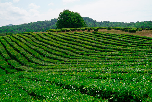 Окрестности чайной плантации в микрорайоне Мацеста города Сочи